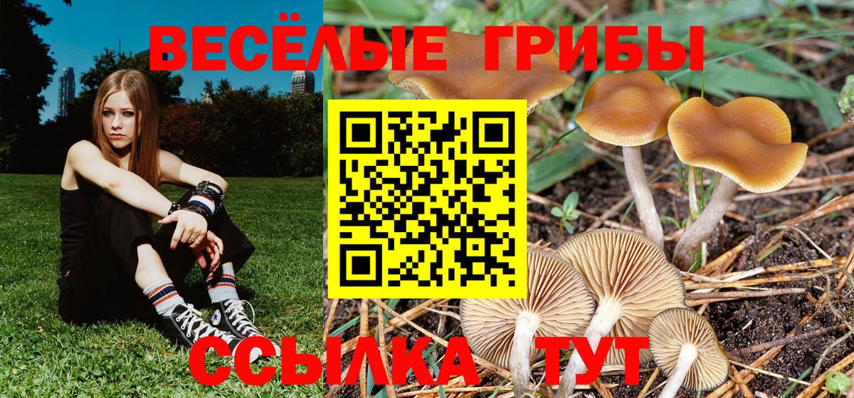 Новошахтинск  закладка  Галлюциногенные грибы мухоморы  Вход с VPN  Галлюциногенные грибы Cubensis 